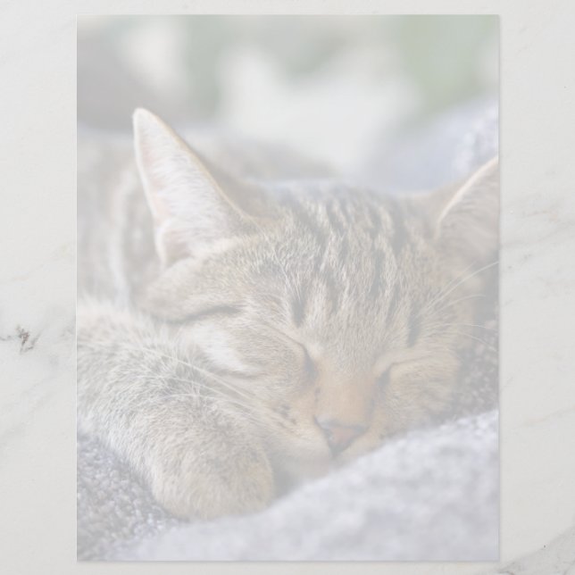 Niedliche Kleintiere | Tabby Kitten Schlafen (Vorderseite)