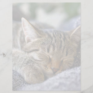 Niedliche Kleintiere Tabby Kitten Schlafen