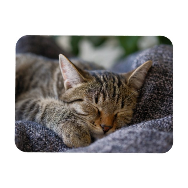 Niedliche Kleintiere | Tabby Kitten Schlafen Magnet (Horizontal)