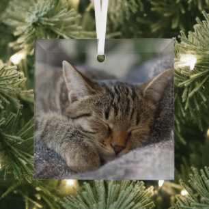 Niedliche Kleintiere   Tabby Kitten Schlafen Ornament Aus Glas