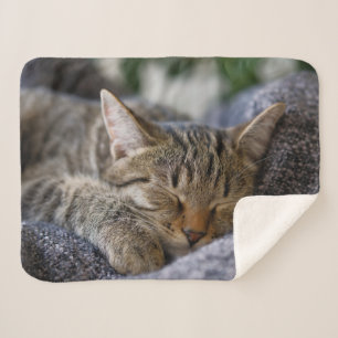Niedliche Kleintiere Tabby Kitten Schlafen Sherpadecke