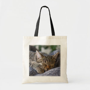 Niedliche Kleintiere Tabby Kitten Schlafen Tragetasche
