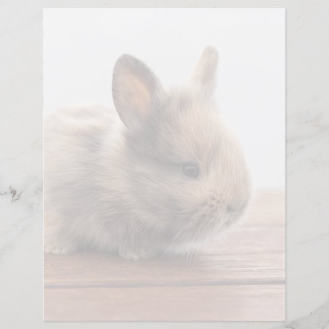 Niedliche Kleintiere | Tiny Baby Bunny (Vorderseite)