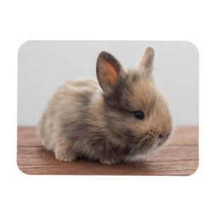 Niedliche Kleintiere   Tiny Baby Bunny Magnet