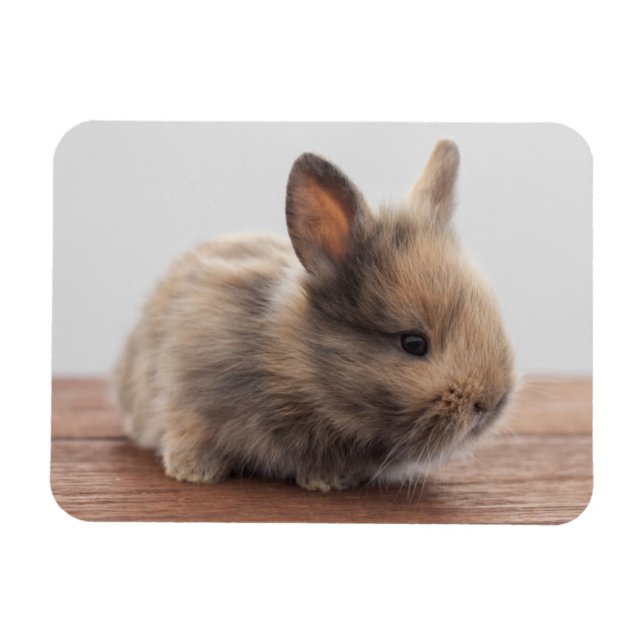 Niedliche Kleintiere | Tiny Baby Bunny Magnet (Horizontal)