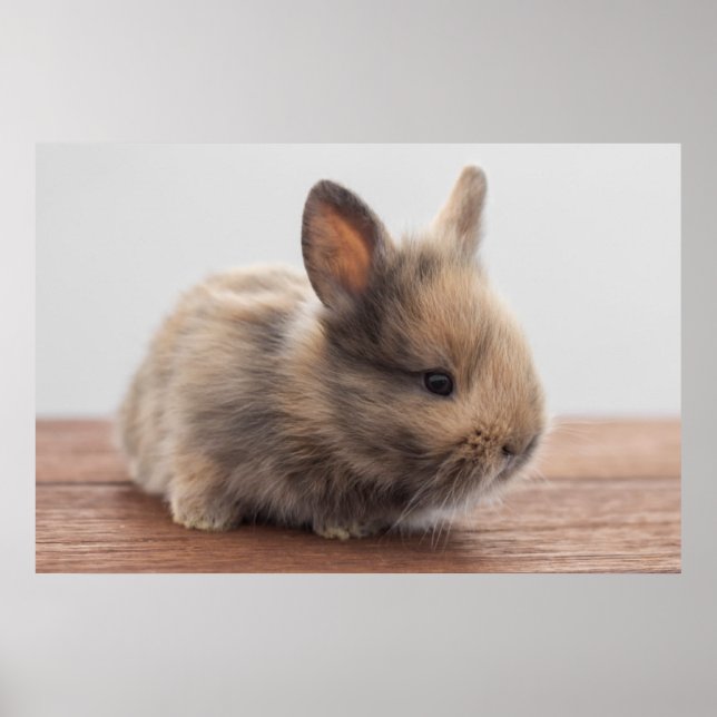 Niedliche Kleintiere | Tiny Baby Bunny Poster (Vorne)
