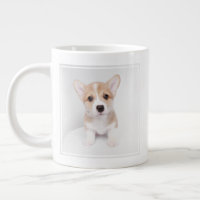 Niedliche Kleintiere | Tiny Corgi