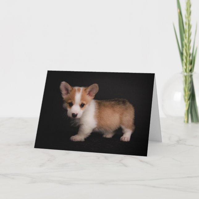Niedliche Kleintiere | Tiny Corgi Karte (Vorderseite)