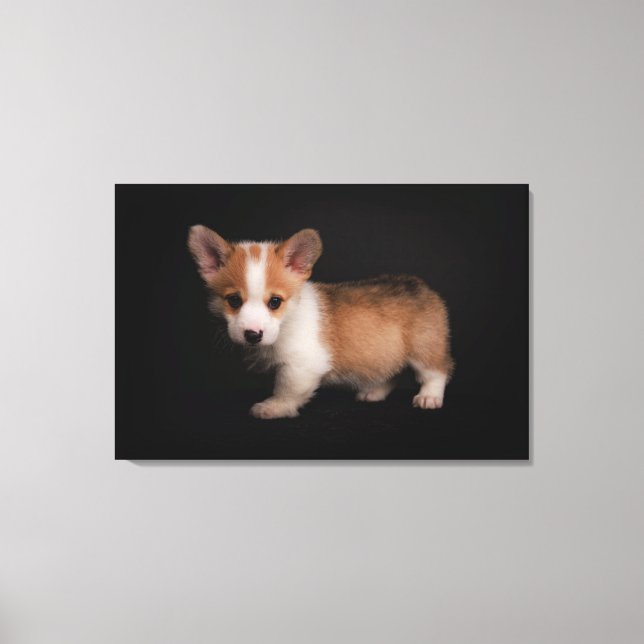 Niedliche Kleintiere | Tiny Corgi Leinwanddruck (Vorderseite)