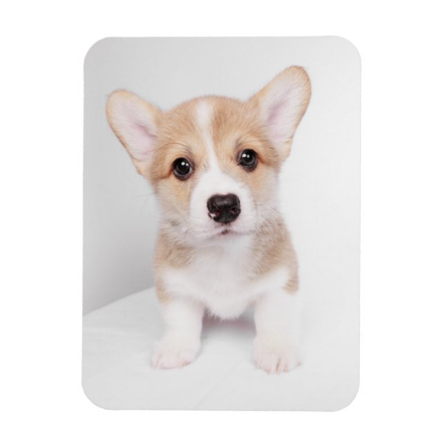Niedliche Kleintiere | Tiny Corgi Magnet (Vertikal)