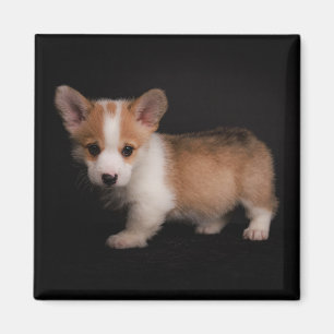 Niedliche Kleintiere   Tiny Corgi Magnet