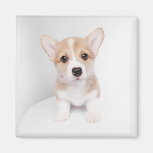 Niedliche Kleintiere   Tiny Corgi Magnet