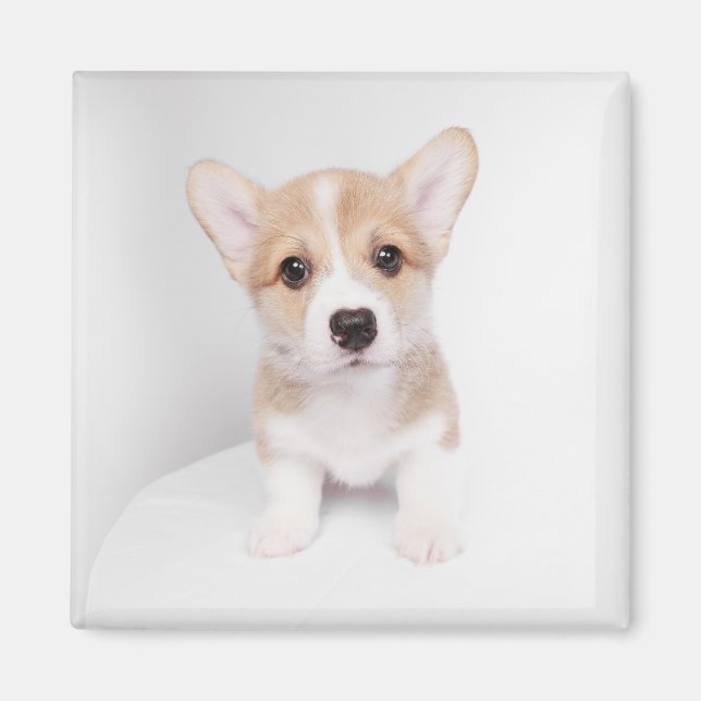 Niedliche Kleintiere | Tiny Corgi Magnet (Vorne)