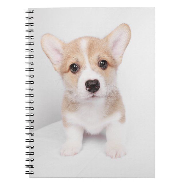 Niedliche Kleintiere | Tiny Corgi Notizblock (Vorderseite)