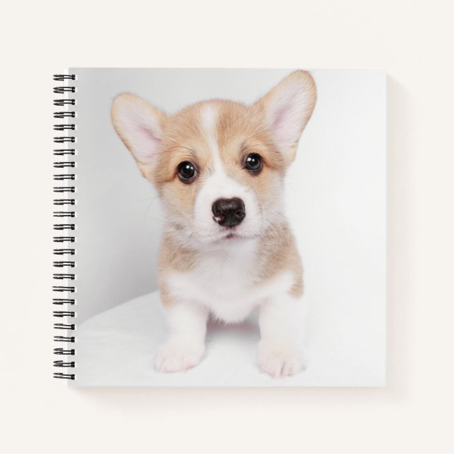 Niedliche Kleintiere | Tiny Corgi Notizbuch (Vorderseite)
