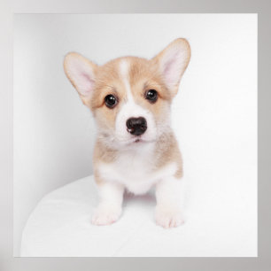 Niedliche Kleintiere   Tiny Corgi Poster