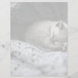 Niedliche Kleintiere Tiny Kitten Schlafen