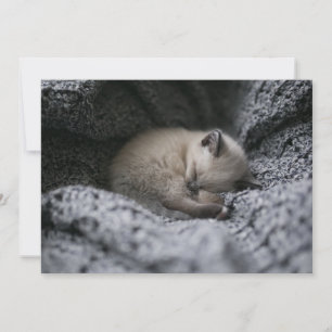 Niedliche Kleintiere   Tiny Kitten Schlafen Dankeskarte