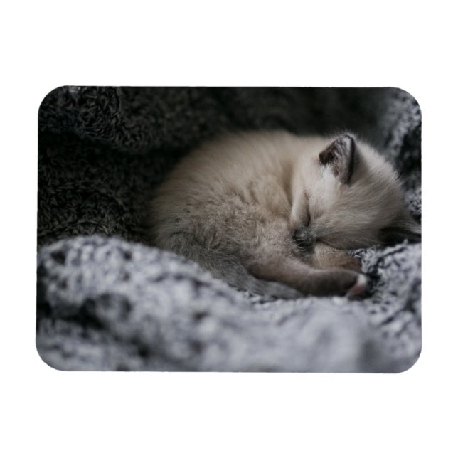 Niedliche Kleintiere | Tiny Kitten Schlafen Magnet (Horizontal)