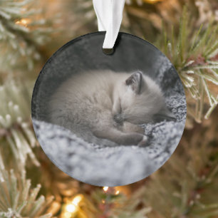 Niedliche Kleintiere   Tiny Kitten Schlafen Ornament