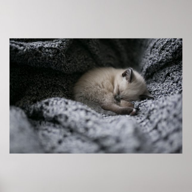 Niedliche Kleintiere | Tiny Kitten Schlafen Poster (Vorne)