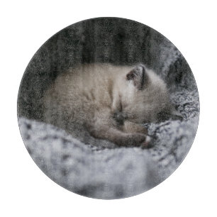 Niedliche Kleintiere Tiny Kitten Schlafen Schneidebrett