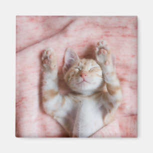 Niedliche Kleintiere   Tiny Orange Striped Kitten Magnet