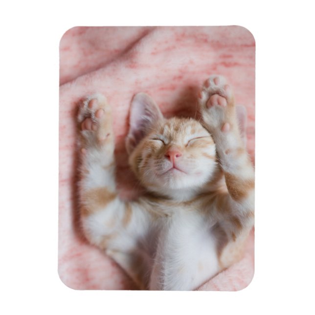 Niedliche Kleintiere | Tiny Orange Striped Kitten Magnet (Vertikal)