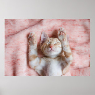 Niedliche Kleintiere Tiny Orange Striped Kitten Poster