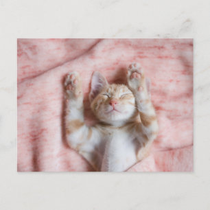 Niedliche Kleintiere   Tiny Orange Striped Kitten Postkarte