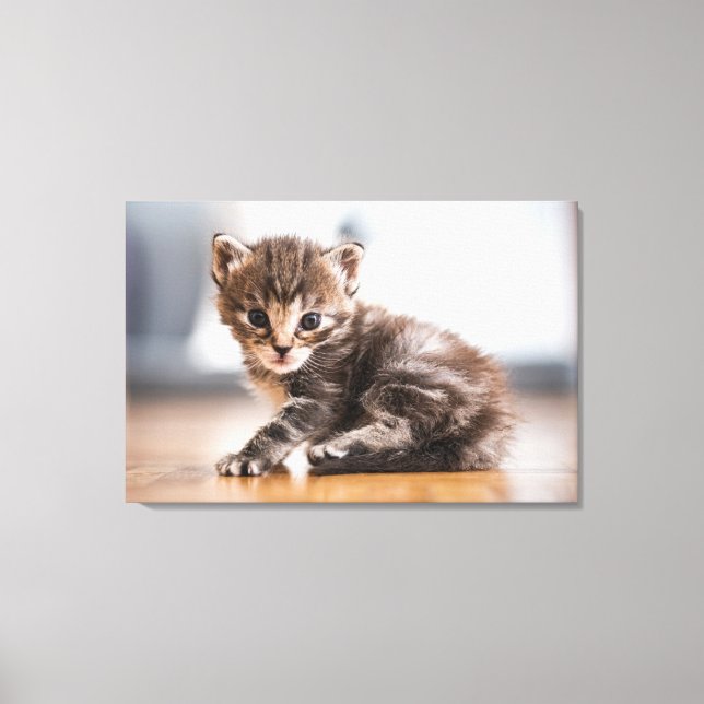 Niedliche Kleintiere | Tiny Tabby Kitten Leinwanddruck (Vorderseite)
