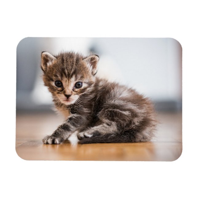Niedliche Kleintiere | Tiny Tabby Kitten Magnet (Horizontal)