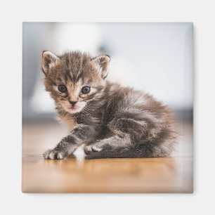 Niedliche Kleintiere Tiny Tabby Kitten Magnet