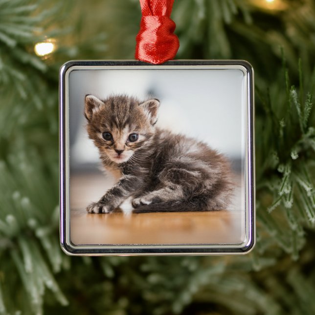 Niedliche Kleintiere | Tiny Tabby Kitten Ornament Aus Metall (Baum)