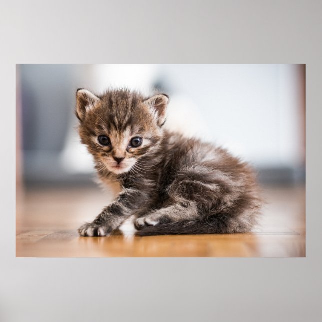 Niedliche Kleintiere | Tiny Tabby Kitten Poster (Vorne)