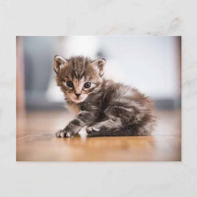 Niedliche Kleintiere | Tiny Tabby Kitten Postkarte (Vorderseite)