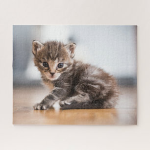 Niedliche Kleintiere   Tiny Tabby Kitten Puzzle