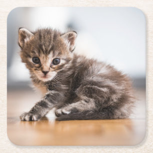 Niedliche Kleintiere   Tiny Tabby Kitten Rechteckiger Pappuntersetzer