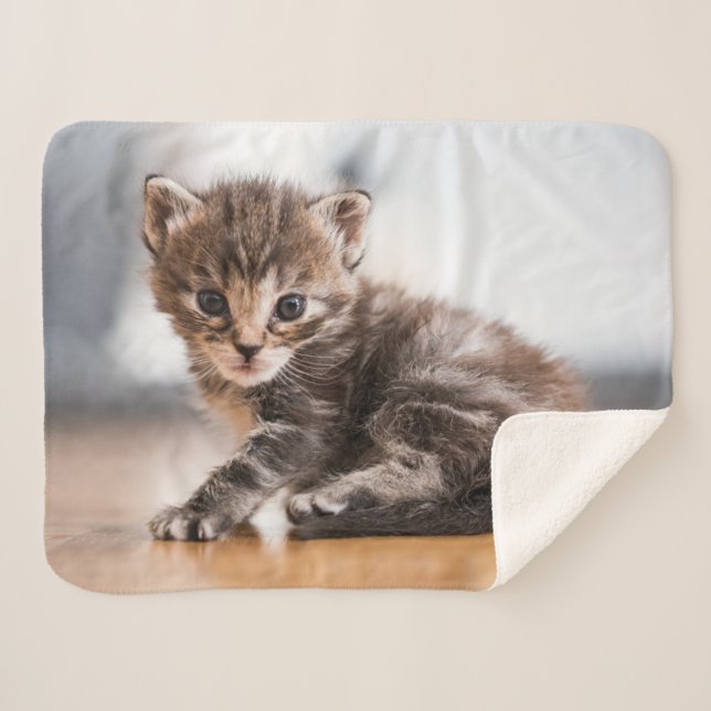 Niedliche Kleintiere | Tiny Tabby Kitten Sherpadecke (Vorderseite (Horizontal))