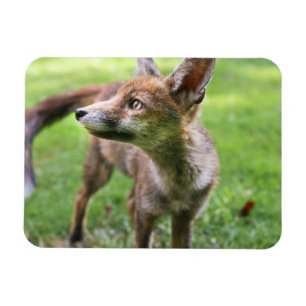 Niedliche Kleintiere   Urban Fox Magnet