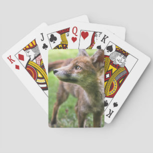 Niedliche Kleintiere   Urban Fox Spielkarten