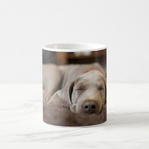 Niedliche Kleintiere Weimaraner Welpenschlafen Kaffeetasse