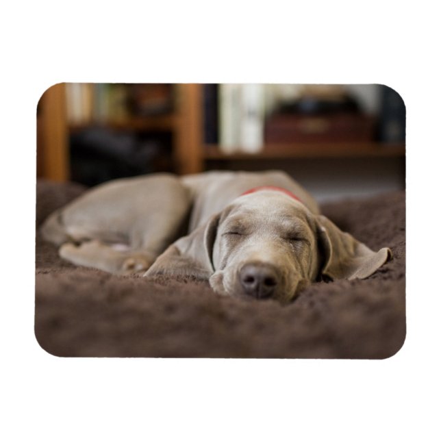 Niedliche Kleintiere | Weimaraner Welpenschlafen Magnet (Horizontal)