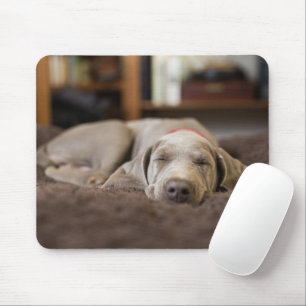 Niedliche Kleintiere   Weimaraner Welpenschlafen Mousepad