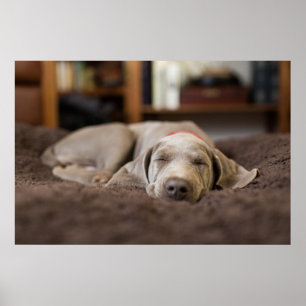 Niedliche Kleintiere   Weimaraner Welpenschlafen Poster