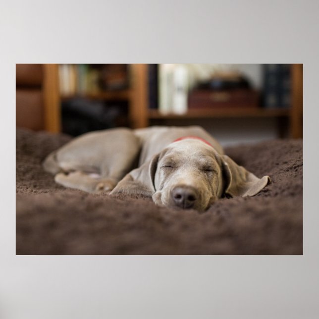 Niedliche Kleintiere | Weimaraner Welpenschlafen Poster (Vorne)