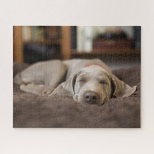 Niedliche Kleintiere   Weimaraner Welpenschlafen Puzzle