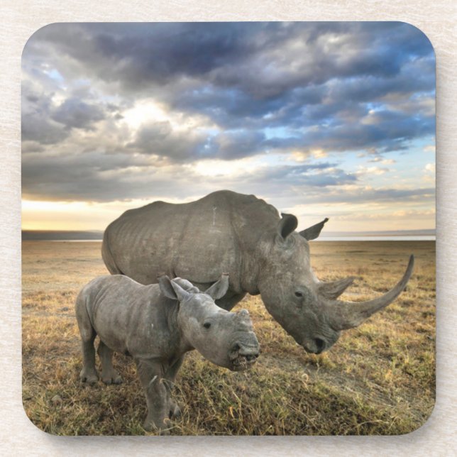 Niedliche Kleintiere | Weißer Rhino und Kalb Getränkeuntersetzer (Vorderseite)