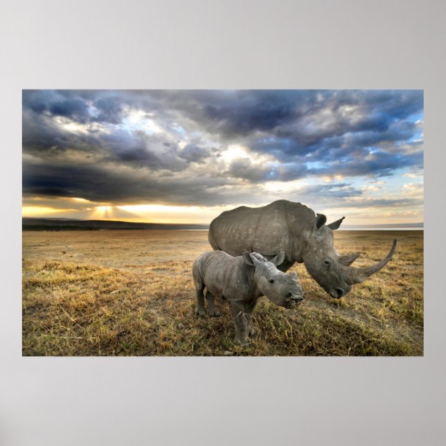 Niedliche Kleintiere | Weißer Rhino und Kalb Poster (Vorne)