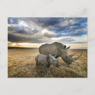 Niedliche Kleintiere   Weißer Rhino und Kalb Postkarte